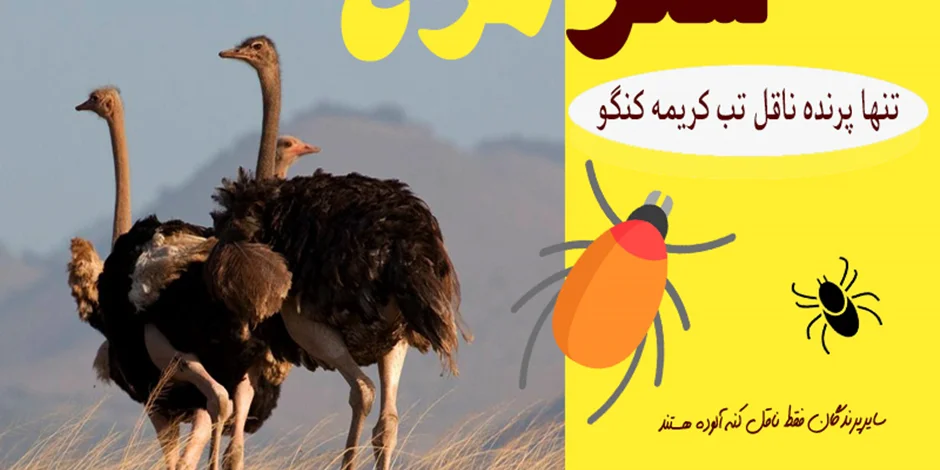 تب کریمه کنگو در پرندگان