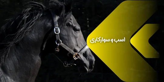 اسب و سوارکاری