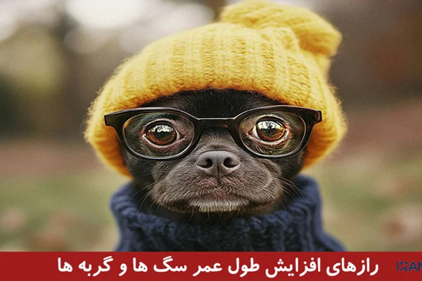 رازهای کمتر شنیدهشده برای افزایش طول عمر سگها و گربهها
