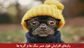 رازهای کمتر شنیدهشده برای افزایش طول عمر سگها و گربهها
