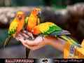 باید ها و نباید ها در تغذیه پرندگان زینتی
