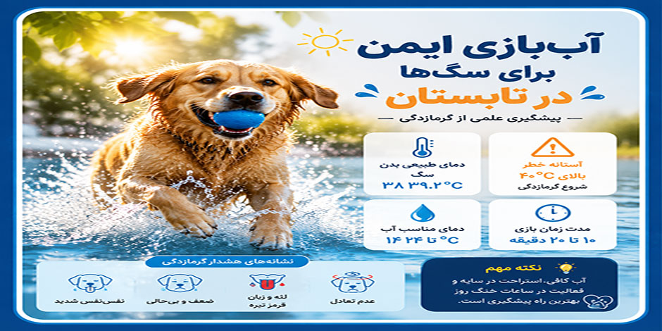 آب‌بازی (شنا و فعالیت آبی) برای سگ‌ها در تابستان و پیشگیری از گرمازدگی