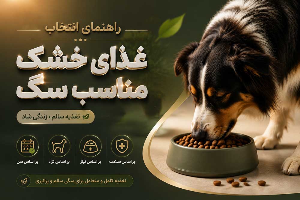 راهنمای انتخاب غذای خشک سگ و اطلاعات درج‌شده روی بسته‌بندی