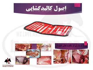پاورپوینت اصول کالبدگشایی